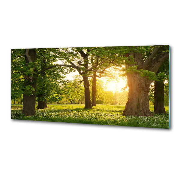 Panel do kuchyně Stromy v parku