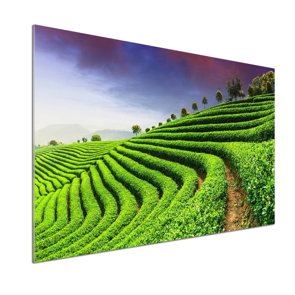 Panel do kuchyně Čajová plantáž