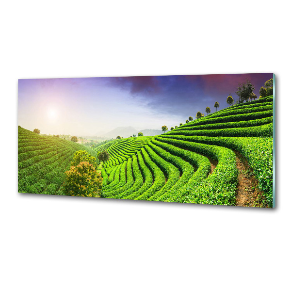 Panel do kuchyně Čajová plantáž
