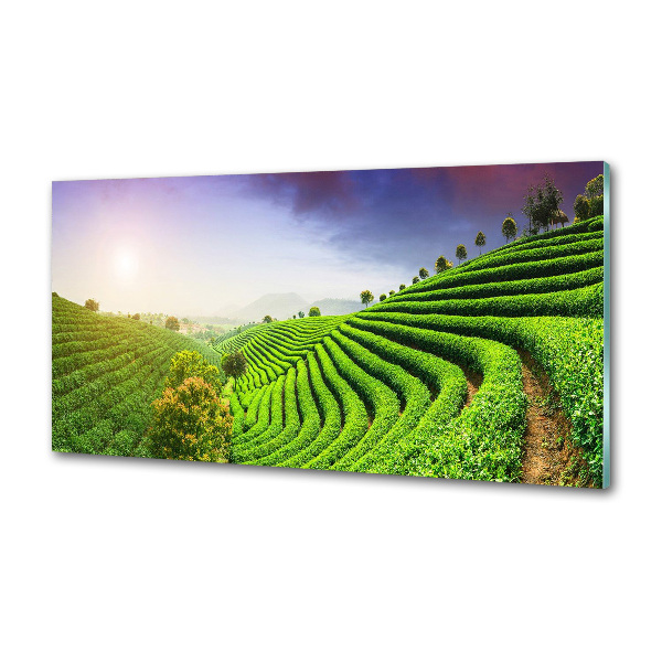 Panel do kuchyně Čajová plantáž