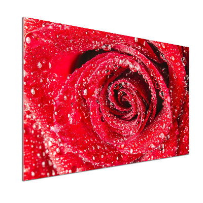 Panel lacobel Kapky vody na růži