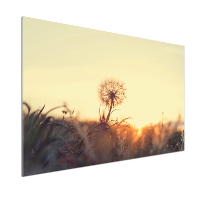 Dekorační panel sklo Pampeliška