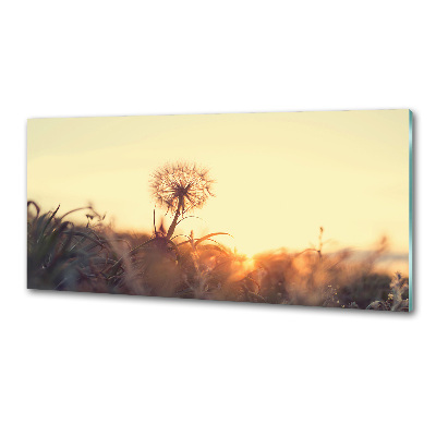 Dekorační panel sklo Pampeliška