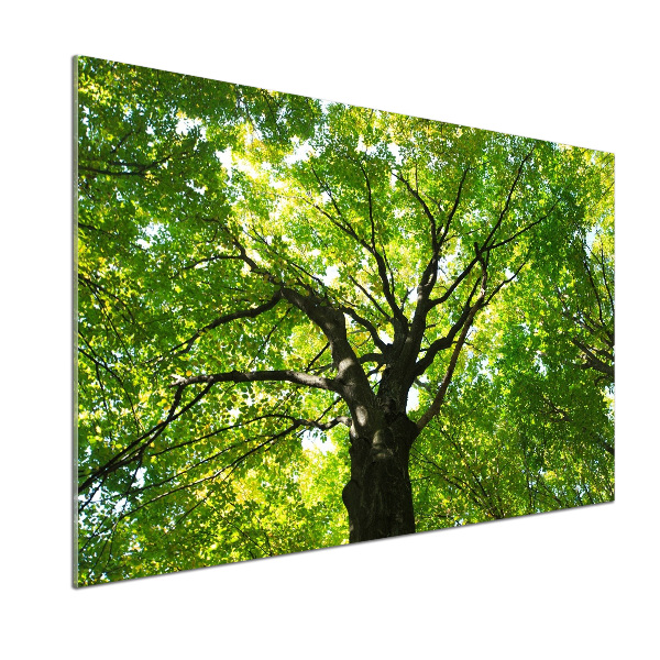 Dekorační panel sklo Zelený les