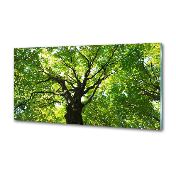 Dekorační panel sklo Zelený les