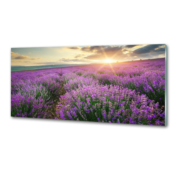 Dekorační panel sklo Pole levandule