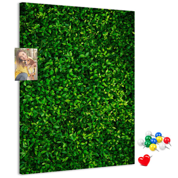 Korková tabule Zelená hustá listnatá zeď