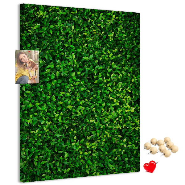 Korková tabule Zelená hustá listnatá zeď