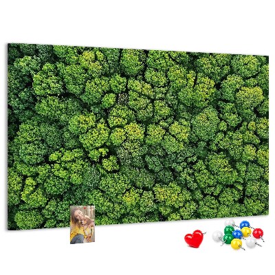 Nástěnka Zelený les s hustou vegetací