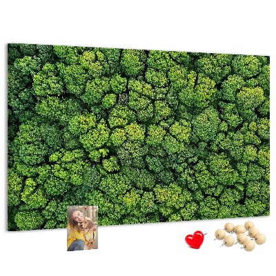 Nástěnka Zelený les s hustou vegetací