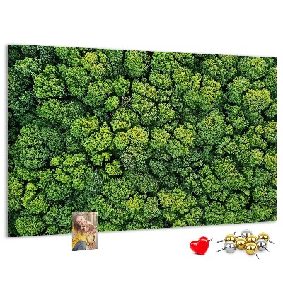 Nástěnka Zelený les s hustou vegetací