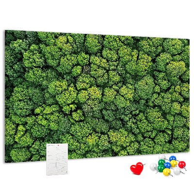 Nástěnka Zelený les s hustou vegetací