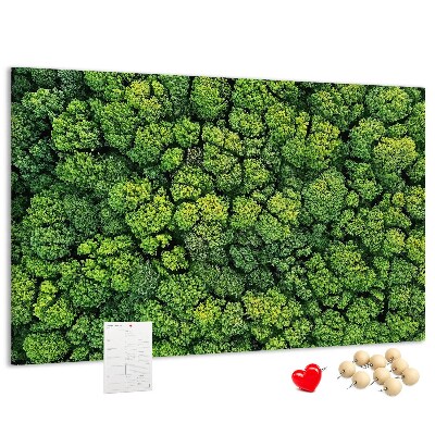 Nástěnka Zelený les s hustou vegetací