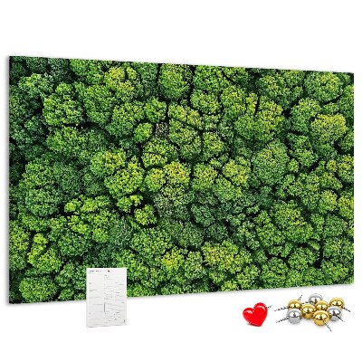 Nástěnka Zelený les s hustou vegetací