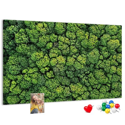 Nástěnka Zelený les s hustou vegetací