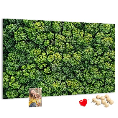 Nástěnka Zelený les s hustou vegetací