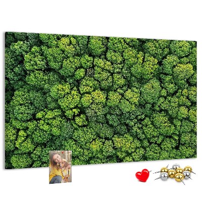 Nástěnka Zelený les s hustou vegetací