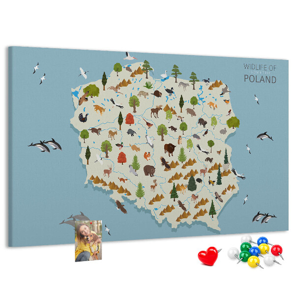 Fětská nástěnka Polská fauna na barevné mapě