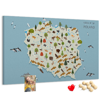 Fětská nástěnka Polská fauna na barevné mapě