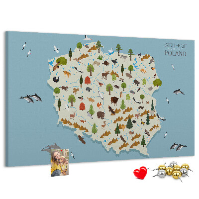 Fětská nástěnka Polská fauna na barevné mapě