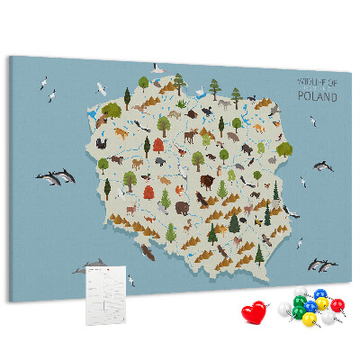 Fětská nástěnka Polská fauna na barevné mapě