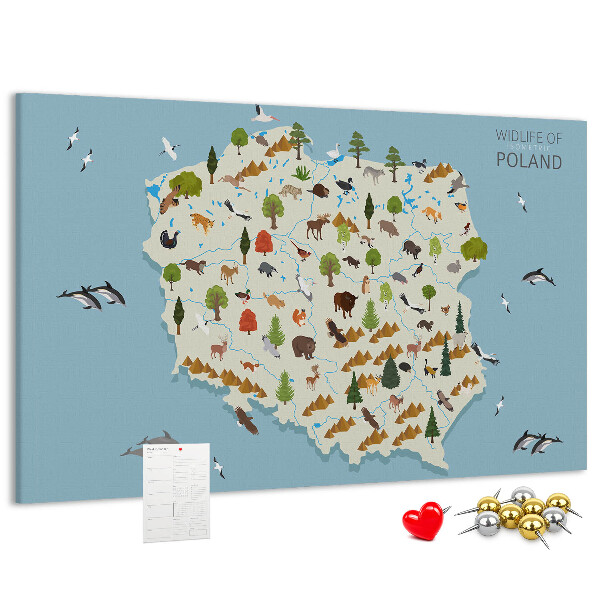 Fětská nástěnka Polská fauna na barevné mapě