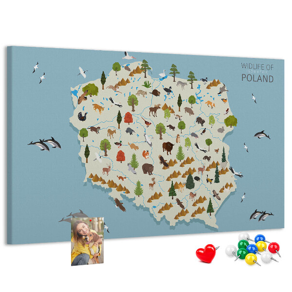 Fětská nástěnka Polská fauna na barevné mapě