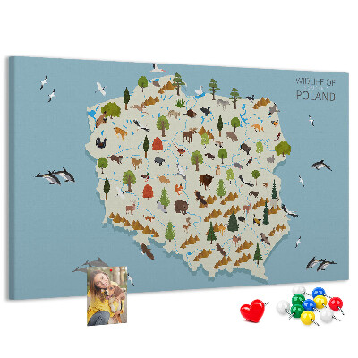 Fětská nástěnka Polská fauna na barevné mapě