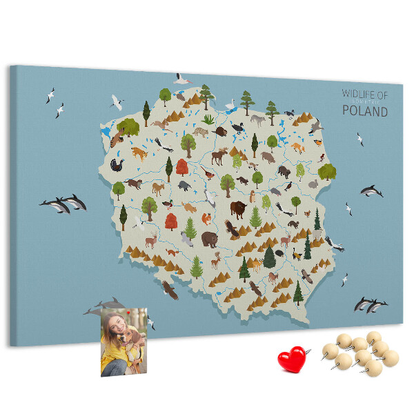 Fětská nástěnka Polská fauna na barevné mapě