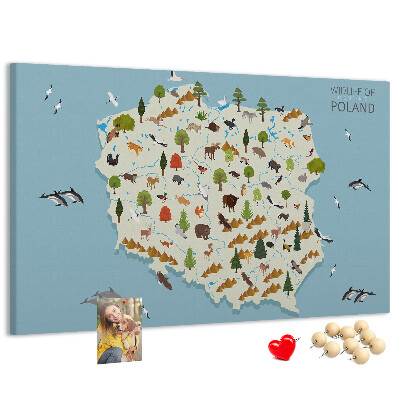 Fětská nástěnka Polská fauna na barevné mapě