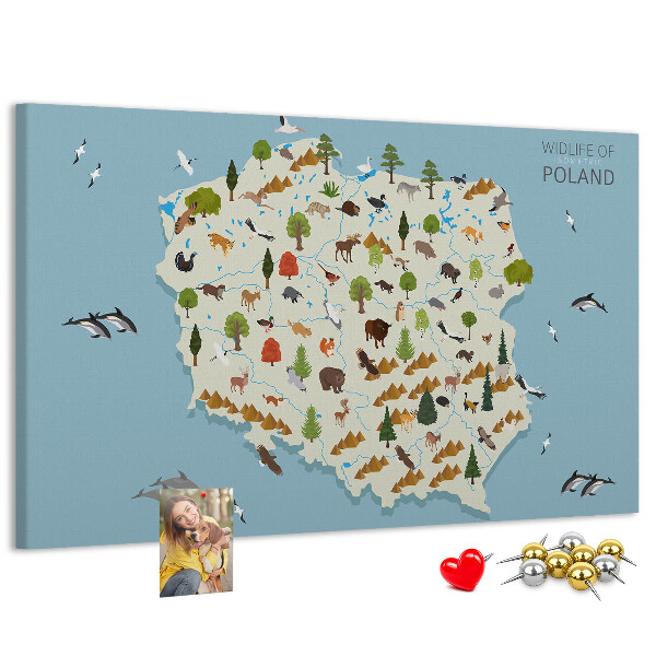Fětská nástěnka Polská fauna na barevné mapě