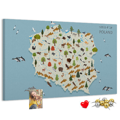 Fětská nástěnka Polská fauna na barevné mapě