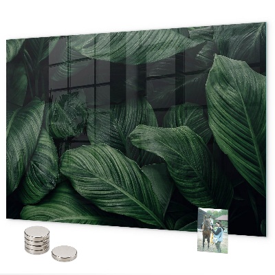 Magnetická tabule na zeď motiv tropická monstera