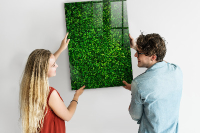 Magnetická psací tabule Zelená nástěnka s fotografiemi