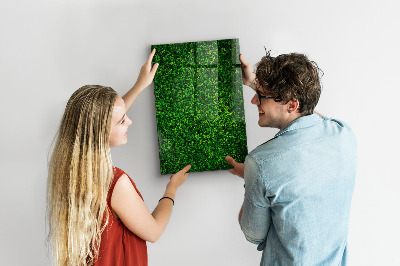 Magnetická psací tabule Zelená nástěnka s fotografiemi